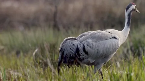 Cranes preparing nesting ground in early spring, dark forest background and.. Stock Footage 306948475