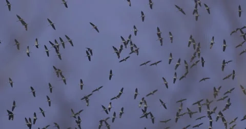 Cranes regroup against the sky, 4K slomo Stock Footage 237481149