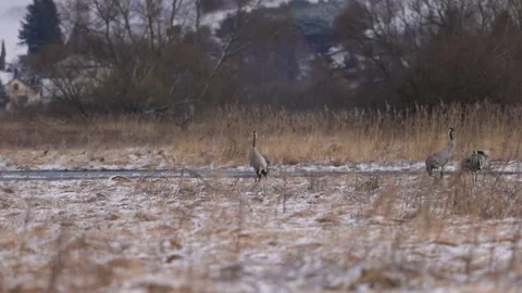 Cranes in the rushes in early spring, 4K slomo Stock Footage 172427706