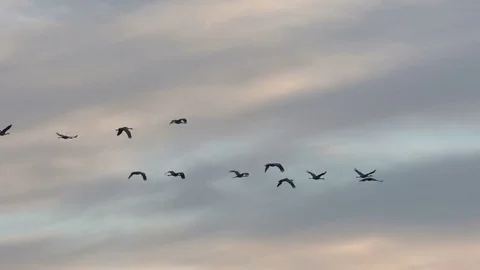Cranes, Sandhill Cranes, Birds, Fly, Flight, Flying Stock Footage