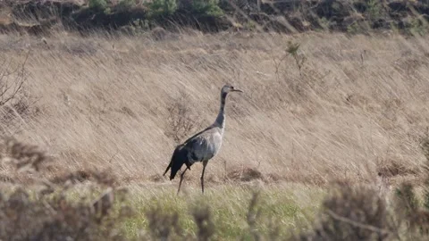 Cranes in spring flying away in a sunny gpeat-bog moor landscape Germany Stock Footage 186505994