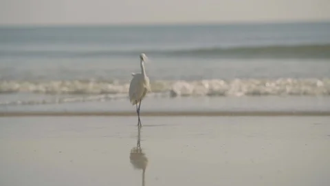 Cranes stands still on beach with ocean in background and reflection Video stock 101675155