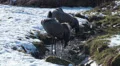 Cranes at a sunny winter day HD Footage
