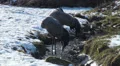 Cranes at a sunny winter day HD Footage