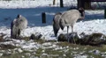 Cranes at a sunny winter day HD Footage