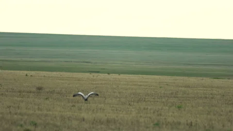 Cranes taking off in the steppe Video stock 129016387
