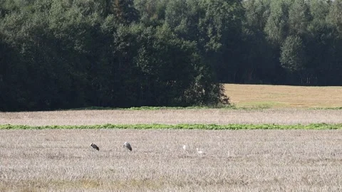 Cranes with their chicks Stock Footage 335998744