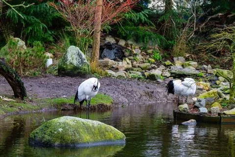 Cranes by a Tranquil Pond Stock Photos
