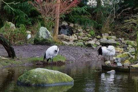 Cranes by a Tranquil Pond Foto stock