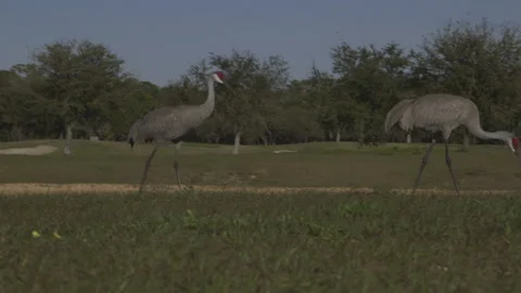 Cranes Walking Around Golf Course Stock Footage 141080349