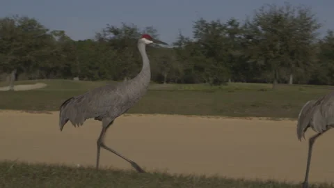 Cranes Walking Around Golf Course Stock Footage 141081155
