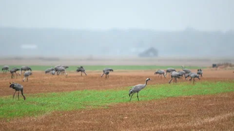 Cranes walking in field during migration season Stock Footage 162418462