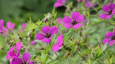 Cranesbill (Geranium psilostemon) Stock Footage 14646503