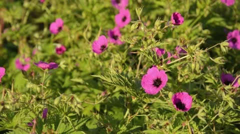 Cranesbill (Geranium psilostemon) Stock Footage 15735325