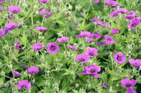 Cranesbill Stock Photos