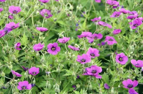 Cranesbill Stock Photos
