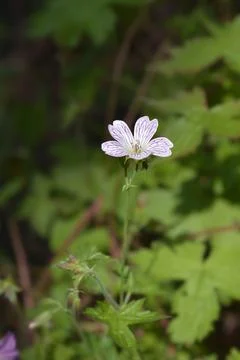 Cranesbill Rose Clair Stock Photos
