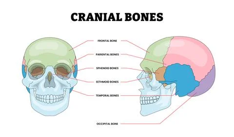 Cranial Bones Structure Diagram with Front and Side View, Educational Medic.. Stock Illustration