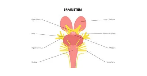 Cranial nerves anatomy Stock Illustration