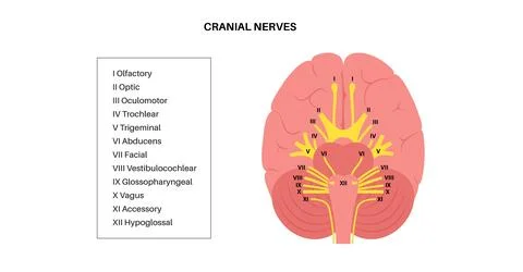 Cranial nerves anatomy Stock Illustration