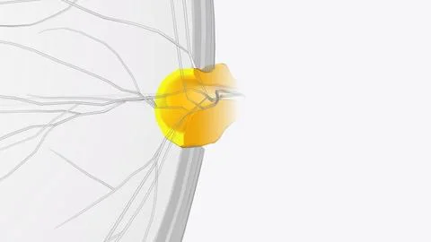 The cranial nerves are a set of 12 paired nerves in the back of your brain Stock Illustration