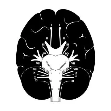 Cranial nerves diagram Stock Illustration