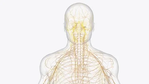 Cranial Nerves ; I, olfactory, The olfactory nerve carries impulses for the.. Illustrazione stock