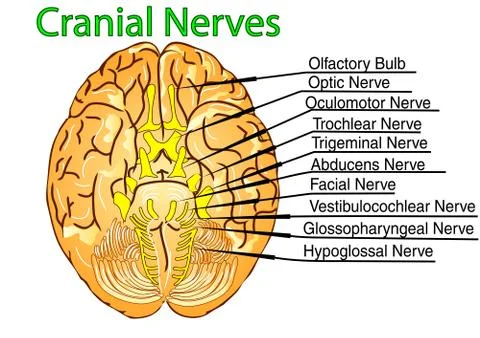 Cranial nerves Stock Illustration