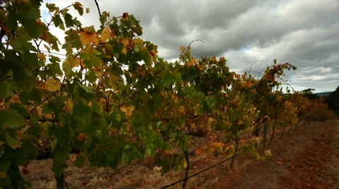 Craning Autumn Vineyard Video stock 57335413