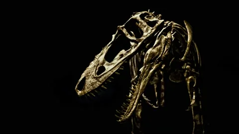 Cranium of dinosaur  with huge teeths Stock Footage 143976554