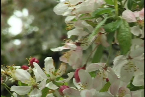 Crap Apple Tree Flowers 1 Stock-Footage 297297