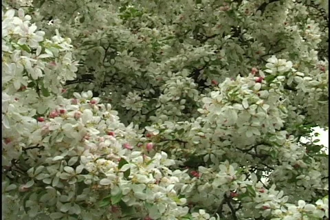Crap Apple Tree Flowers 2 Stock Footage 297300