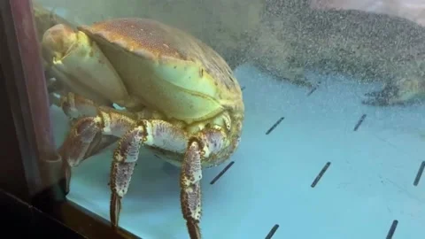 Crap In Water Tank Video stock 238923802