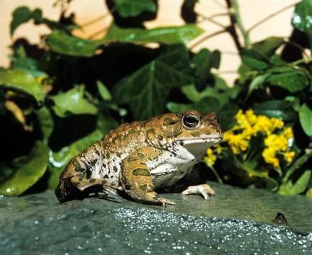 CRAPAUD VERT bufo viridis Stock Photos