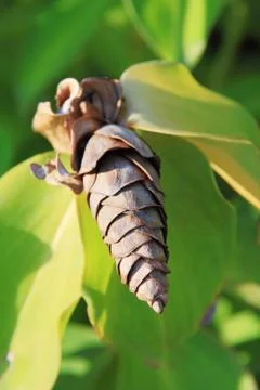 Crape ginger dry flower (costus speciosus) Stock Photos