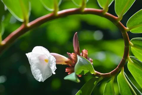 Crape Ginger flowers or Costus speciosus Stock Photos