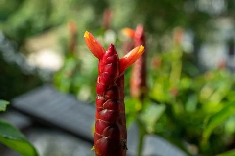 Crape ginger red flower. Stock Photos