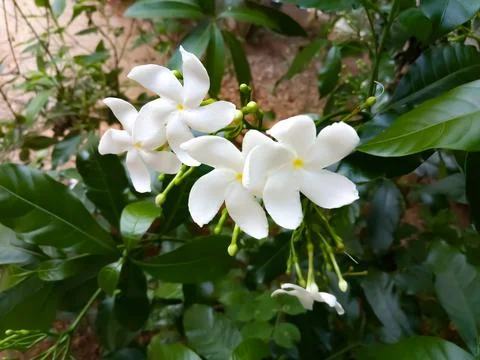 Crape jasmine flower Stock Photos
