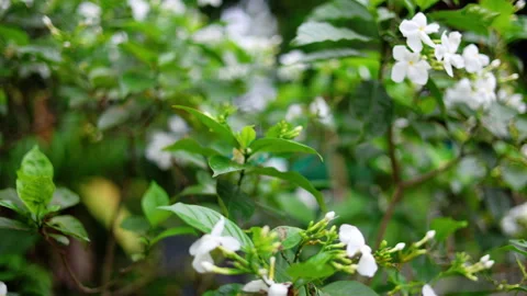 Crape Jasmine Tree In The House Stock Footage 275565967