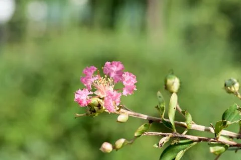 Crape myrtl flower Stock Photos