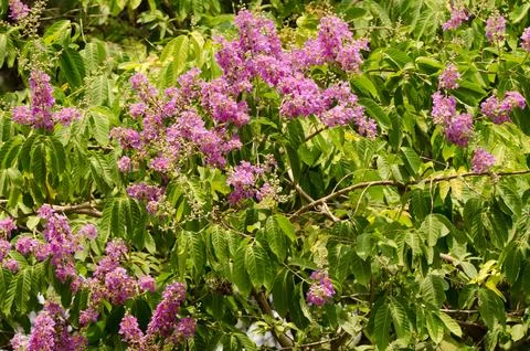 Crape myrtle in bloom. Stock Photos