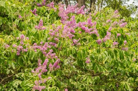 Crape myrtle in bloom. Stock Photos