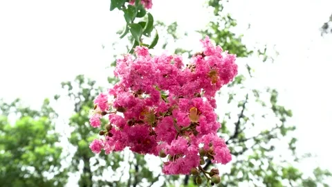 Crape myrtle blooms after the rain Stock Footage 292120494