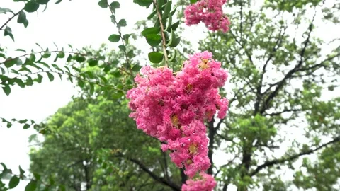 Crape myrtle blooms after the rain Stock Footage 292120524