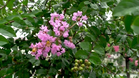 Crape myrtle blooms after the rain Stock Footage 292120543