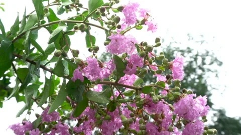 Crape myrtle blooms after the rain Stock Footage 292120550