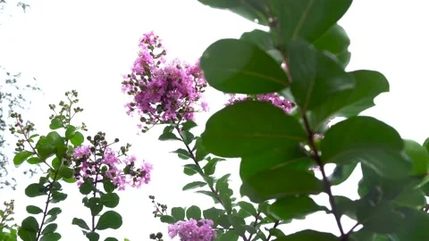 Crape myrtle blooms after the rain Stock Footage 292120600