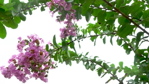 Crape myrtle blooms after the rain Stock Footage 292120601