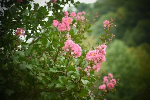 Crape Myrtle Blooms Stock Photos