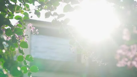 Crape Myrtle Blossoms Glowing in Warm Summer Backlight with Soft Focus Stock Footage 333043175